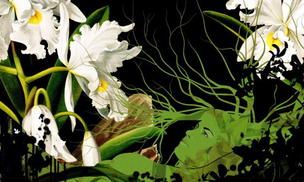 LA FIORITURA DI UNA STRANA ORCHIDEA