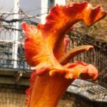 I Trifidi in televisione – 6